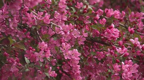 Dans Garden Flowering Crab Trees