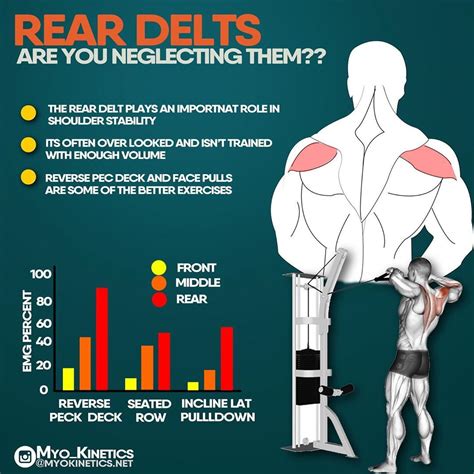 make your lifts even better whilst building bigger rounder delts delts rear