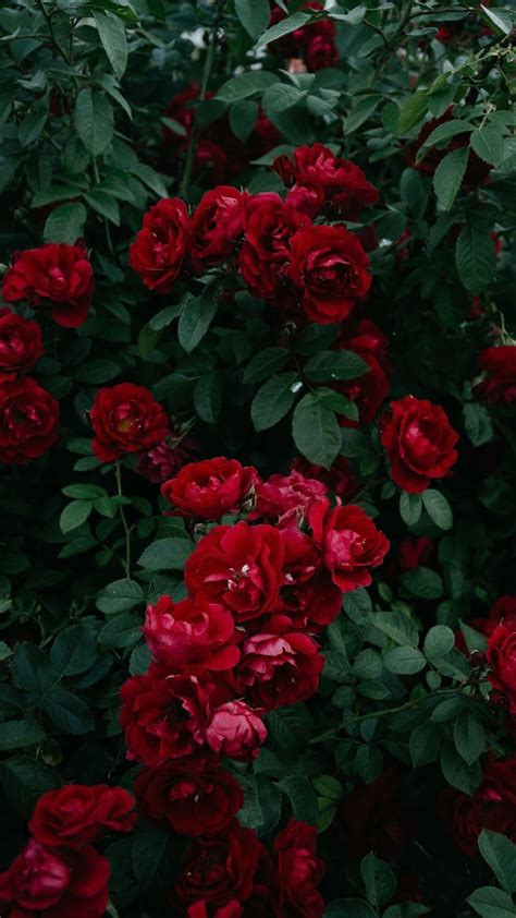 Red Rose Aesthetic Hd