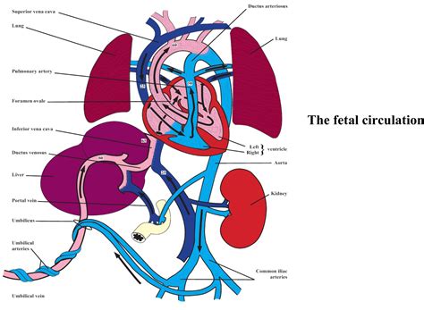 Ductus Arteriosus Vs Ductus Venosus Vs Foramen Ovale