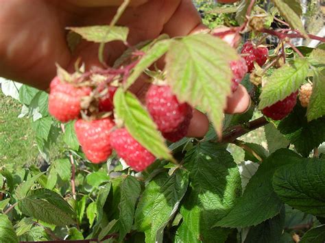 Carolina Raspberry 2 Red Raspberry Plants Everbearing