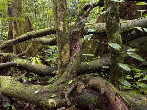 What Plants Grow In The Forest Floor Layer Of Rainforest