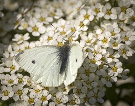 Small White Small White Pieris Rapae Butterfly On A Bloo Flickr