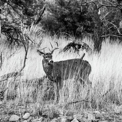 Whitetail Deer Buck 001983 Photograph By Renny Spencer Fine Art America