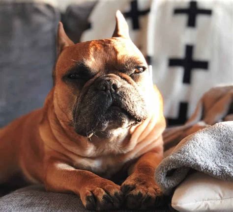 French bulldog information, how long do they live, height and weight, do they shed, personality traits, how much do they cost, common health issues. What's The Ideal French Bulldog Weight? A Helpful Guide