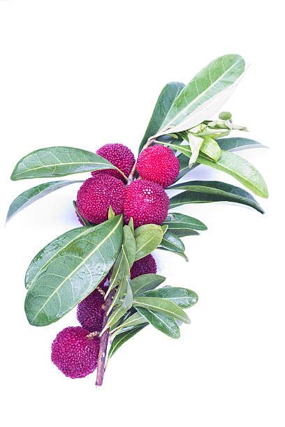 Waxberry Red Bayberry Stock Photos Pictures And Royalty Free Images Istock