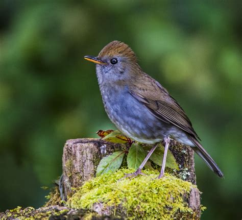 Ruddy Capped Nightingale Thrush Owen Deutsch Photography