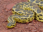 Yellow Anaconda Facts and Pictures | Reptile Fact
