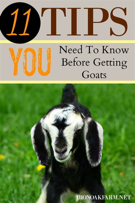 11 Tips You Need To Know Before Getting Goats In 2022 Goats Easy