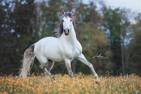 Weisser Andalusier Hengst Trabt Im Frühling über Gelbe Blumenwiese Pferd Bilder Foto