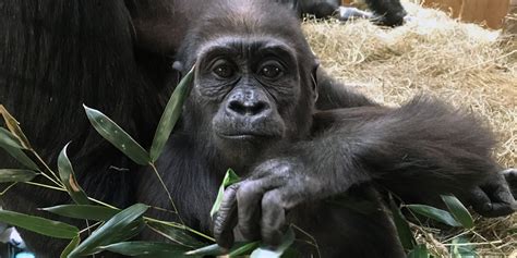 Attention Grabbing Apes Studying Gorilla And Orangutan Gestures
