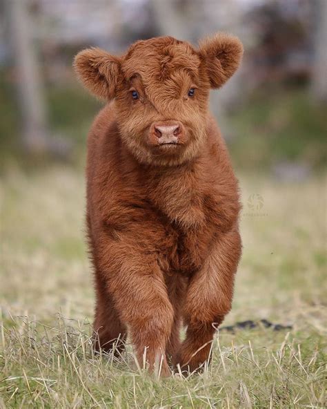 Cute Baby Cows Wallpapers Wallpaper Cave