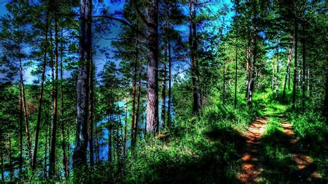 Forest Trail Tree Wallpapers Maxipx