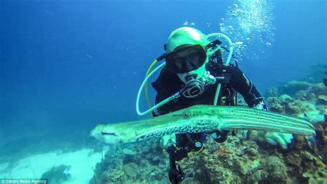 Divers Snap Pictures With Turtles Exotic Fish And Even