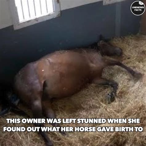 This Owner Was Left Stunned When She Found Out What Her Horse Gave