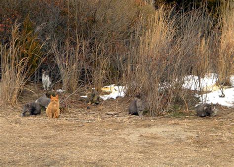 Helping a sick or injured feral cat. South Jersey Feral Cat Relocation Project — Vox Felina