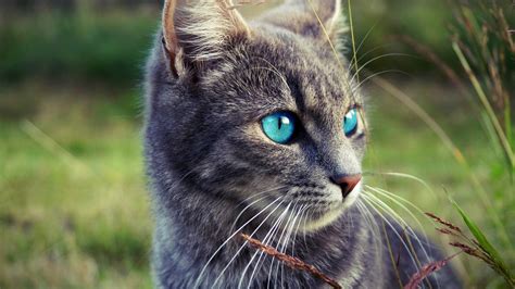 Image Portrait Of Grey Little Cat With Blue Eyes In Reed Field