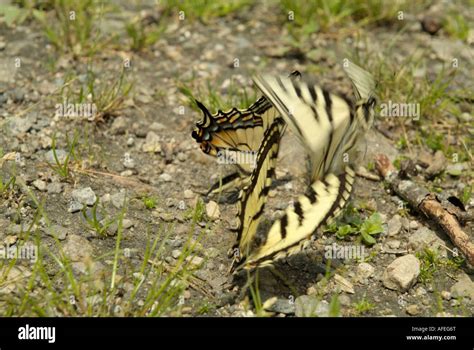 Eastern Tiger Swallowtail Papilio Glaucus Butterfly Stock Photo Alamy