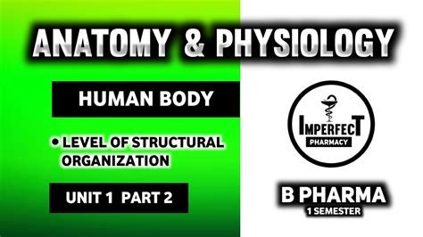Level Of Structural Organization Human Body Hap Human Anatomy And
