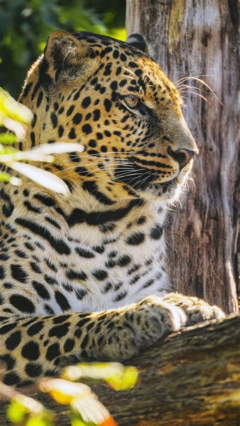 Download Wallpaper 800x1420 Leopard Animal Predator Big Cat Spots
