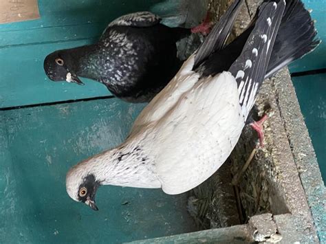 Various Fancy Pigeons For Sale Birdtrader