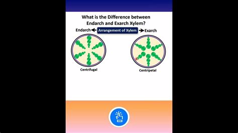 Endarch Vs Exarch Xylem Anatomy Of Flowering Plants Class 11 Ncert