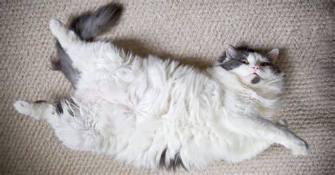 Technically, it is more than 25 ml of fluid in the peritoneal cavity, although volumes greater than one liter may occur. Our Fat Pets - The New York Times