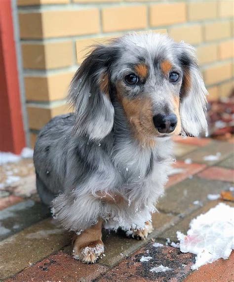 Miniature Long Haired Dapple Dachshund Offers Discounts Save 51