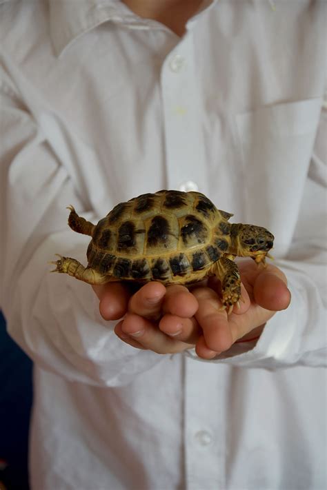 Pet Turtles That Stay Small And Look Cute Forever Pet Ponder