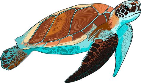 Transparent Background Sea Turtle Png Clipart Sexiz Pix