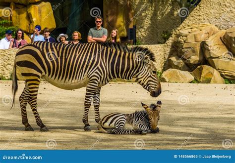 Visitors Of The Antwerp Animal Zoo Watching A Hartmann S Mountain Zebra