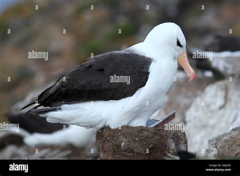 Black Browed Albatross Thalassarche Melanophrys Adult Breeding Sitting On Nest Falkland