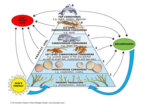 Habitats Food Chains Webs Trophic Pyramid