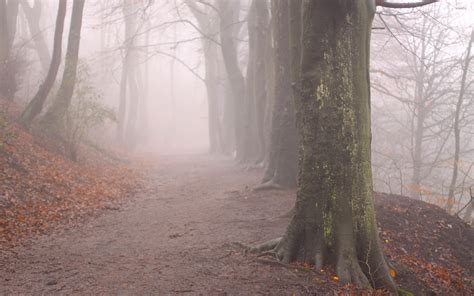 Foggy Forest Path Wallpaper Nature Wallpapers 39937