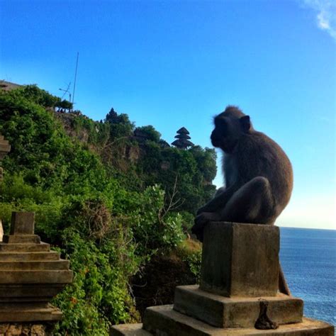 Monkey At Temple Uluwatu Bali Indonesia Bali