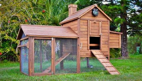 top  reasons  buy  build  chicken coop