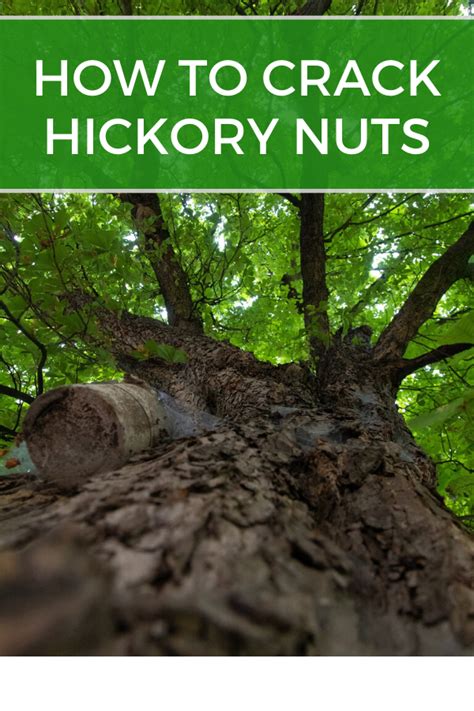 How To Tell When Hickory Nuts Are Ripe Mast Producing Trees
