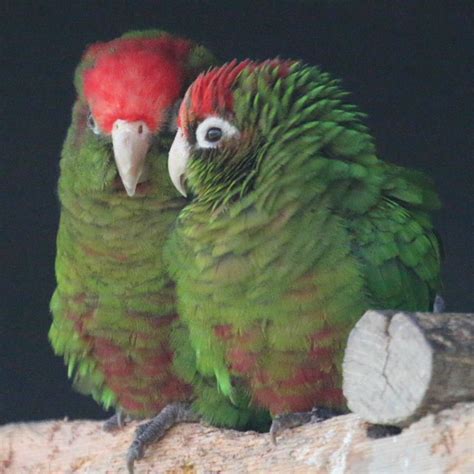 Rose Crowned Conure