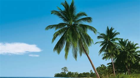 Download Wallpaper 1920x1080 Beach Tropics Sea Sand Palm Trees