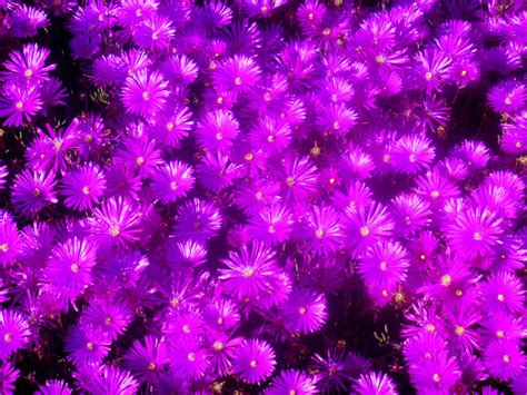 Bright Purple Flowers By Sakurarocket On Deviantart