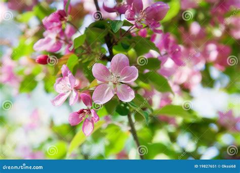Blooming Wild Apple Trees Stock Image Image Of Green 19827651