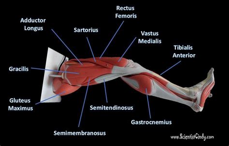 Thousands, or even tens of thousands, of small fibers make up each muscle. The Muscles of the Limbs