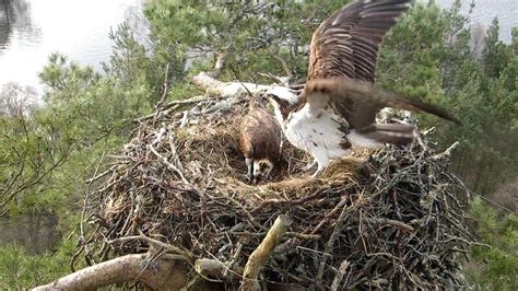 Final Osprey Chick Hatches At Loch Of The Lowes Reserve Bbc News