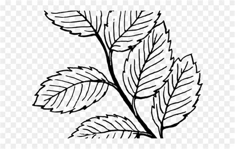 Mint Leaves Clip Art Black And White Sketch Coloring Page