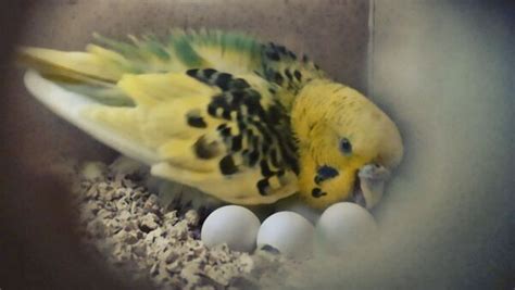 How Often Do Budgies Lay Eggs Everything About Budgie Eggs