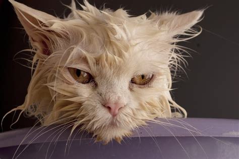 Wet Cat Stock Photo Image Of Miserable Bath Cute Humor 39069324