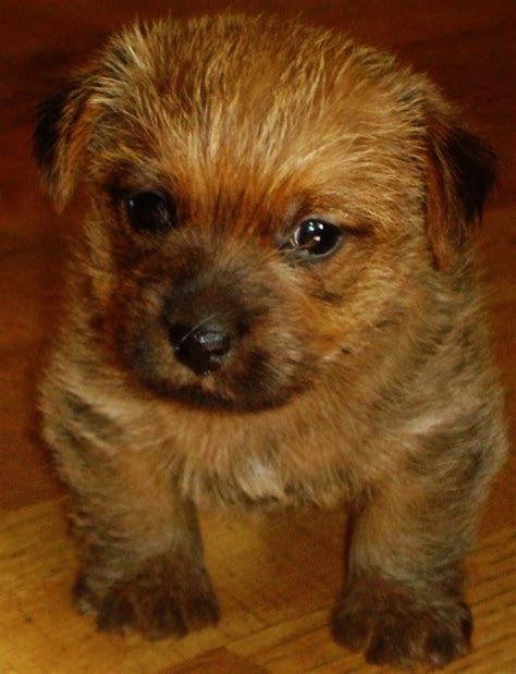 Maybe you would like to learn more about one of these? Our cute little Norfolk Terrier puppy, Esther. | Norfolk ...