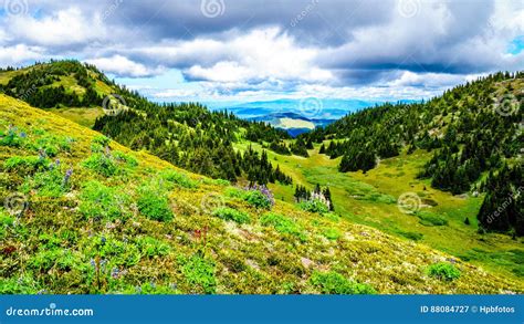Hiking Through The High Alpine Meadows With Many Wild Flowers Stock