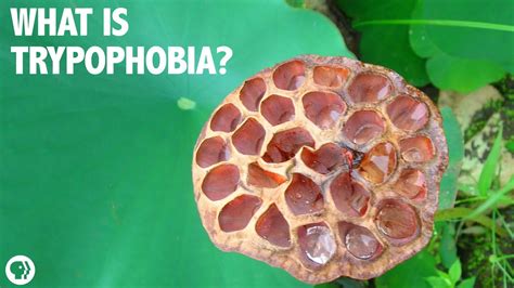 .about what gross income is, what it means for your monthly and annual income and how to properly calculate your income when looking at gross salary. Trypophobia! Boogers! Disgust! A Gross Science Q&A - YouTube