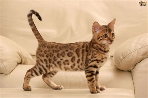 44 Marble Bengal Cat Full Grown Furry Kittens